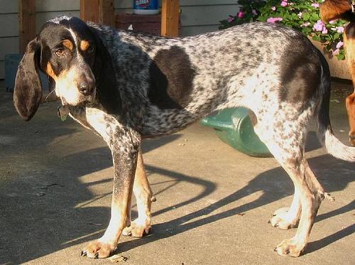 A dog image from https://images.dog.ceo/breeds/bluetick/n02088632_87.jpg