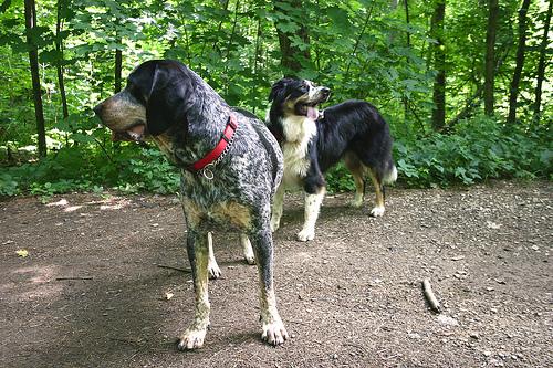 A dog image from https://images.dog.ceo/breeds/bluetick/n02088632_916.jpg