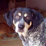 A dog image from https://images.dog.ceo/breeds/bluetick/n02088632_924.jpg