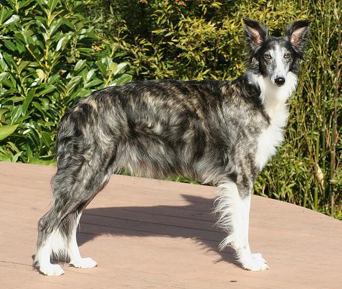 A dog image from https://images.dog.ceo/breeds/borzoi/n02090622_10281.jpg