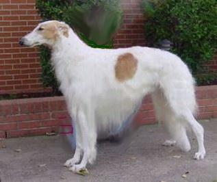 A dog image from https://images.dog.ceo/breeds/borzoi/n02090622_5890.jpg