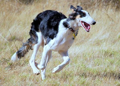 A dog image from https://images.dog.ceo/breeds/borzoi/n02090622_6894.jpg