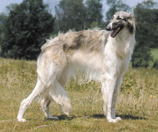 borzoi