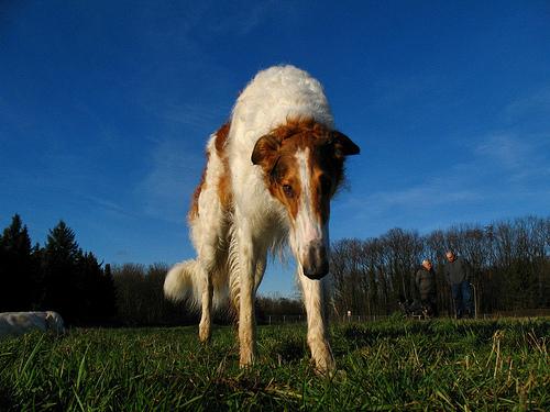 A dog image from https://images.dog.ceo/breeds/borzoi/n02090622_7172.jpg