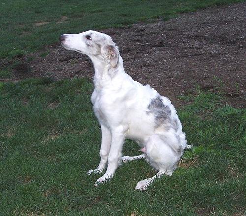 A dog image from https://images.dog.ceo/breeds/borzoi/n02090622_7409.jpg