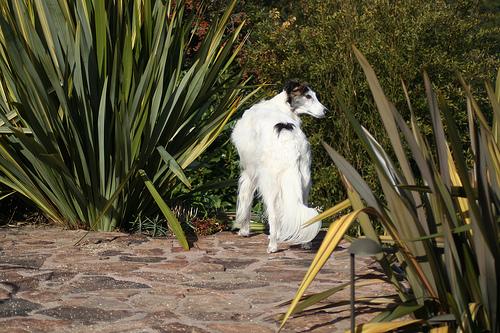 A dog image from https://images.dog.ceo/breeds/borzoi/n02090622_7602.jpg