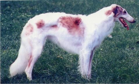 borzoi