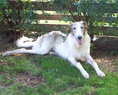 A dog image from https://images.dog.ceo/breeds/borzoi/n02090622_7905.jpg