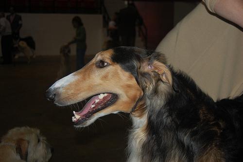 A dog image from https://images.dog.ceo/breeds/borzoi/n02090622_8221.jpg