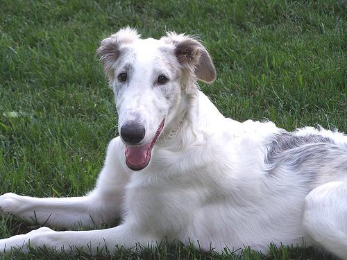 A dog image from https://images.dog.ceo/breeds/borzoi/n02090622_8303.jpg