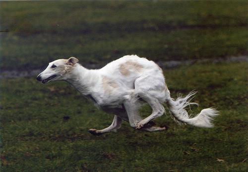 A dog image from https://images.dog.ceo/breeds/borzoi/n02090622_8745.jpg