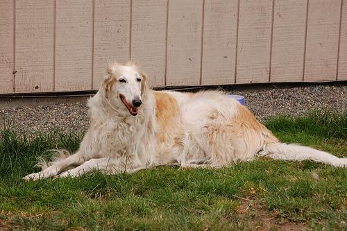 A dog image from https://images.dog.ceo/breeds/borzoi/n02090622_8764.jpg