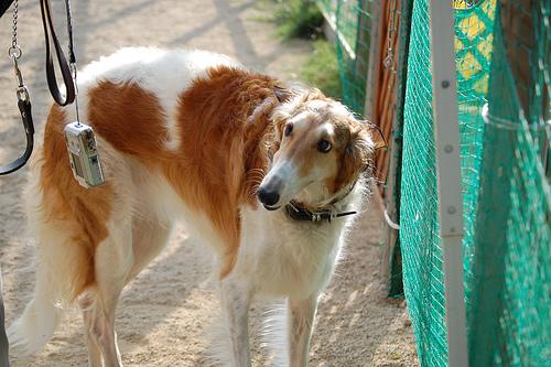 A dog image from https://images.dog.ceo/breeds/borzoi/n02090622_9374.jpg