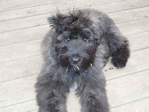 A dog image from https://images.dog.ceo/breeds/bouvier/n02106382_1000.jpg