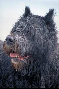 A dog image from https://images.dog.ceo/breeds/bouvier/n02106382_112.jpg