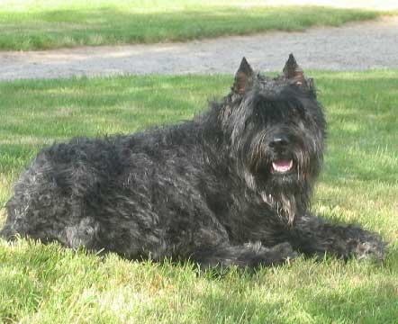 A dog image from https://images.dog.ceo/breeds/bouvier/n02106382_1440.jpg