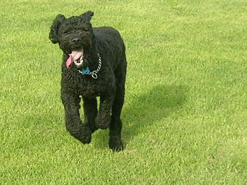 A dog image from https://images.dog.ceo/breeds/bouvier/n02106382_1452.jpg