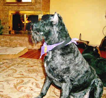 A dog image from https://images.dog.ceo/breeds/bouvier/n02106382_2322.jpg