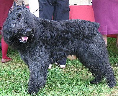 A dog image from https://images.dog.ceo/breeds/bouvier/n02106382_2417.jpg