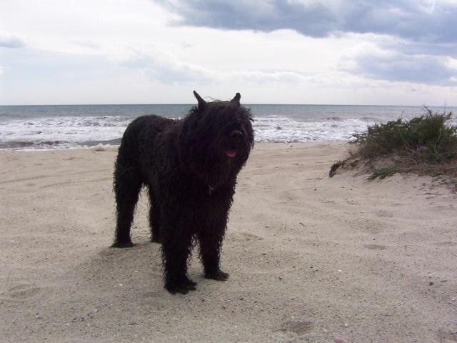 A dog image from https://images.dog.ceo/breeds/bouvier/n02106382_2715.jpg