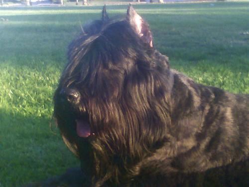 A dog image from https://images.dog.ceo/breeds/bouvier/n02106382_3704.jpg