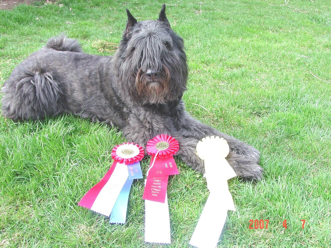 A dog image from https://images.dog.ceo/breeds/bouvier/n02106382_3756.jpg