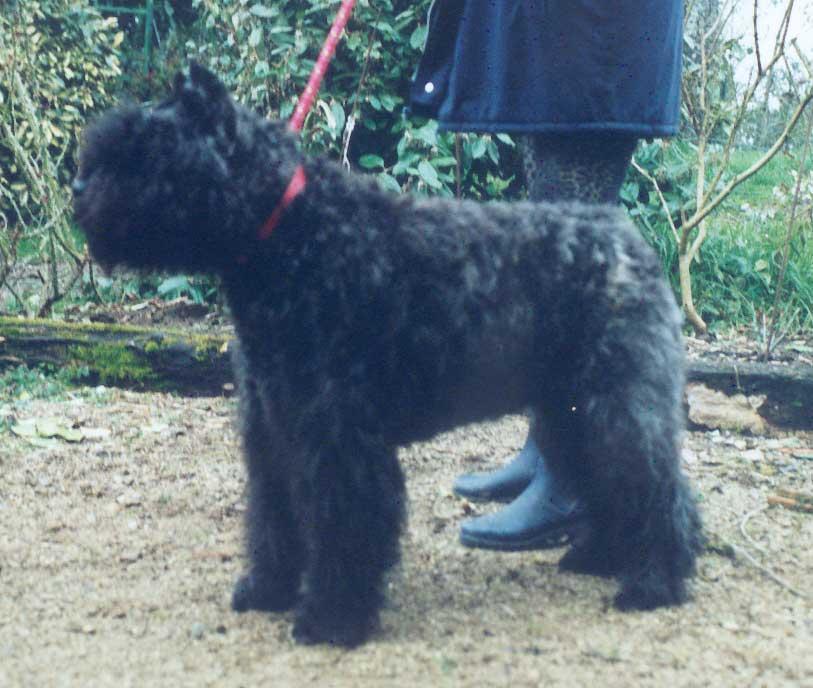 A dog image from https://images.dog.ceo/breeds/bouvier/n02106382_3770.jpg