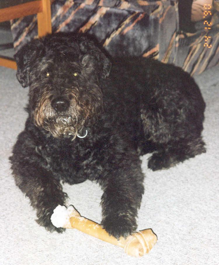 A dog image from https://images.dog.ceo/breeds/bouvier/n02106382_4760.jpg