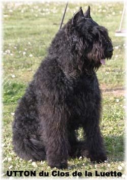 A dog image from https://images.dog.ceo/breeds/bouvier/n02106382_501.jpg