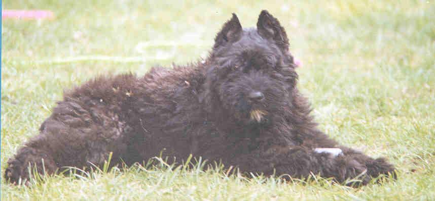 A dog image from https://images.dog.ceo/breeds/bouvier/n02106382_653.jpg