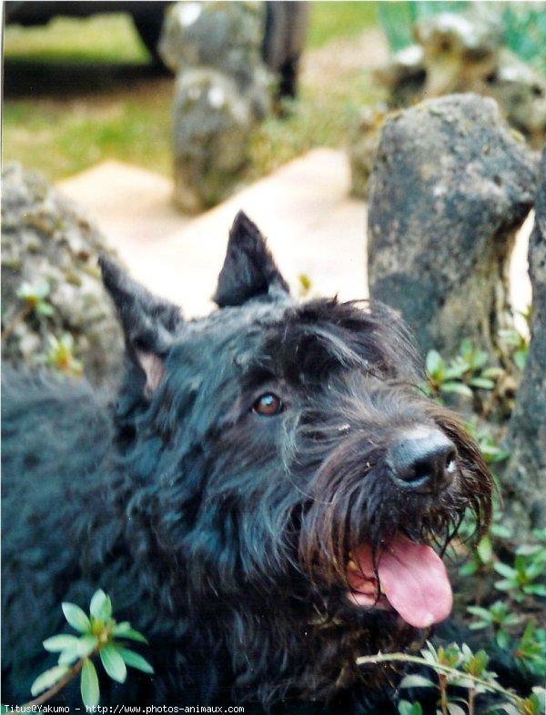 A dog image from https://images.dog.ceo/breeds/bouvier/n02106382_742.jpg