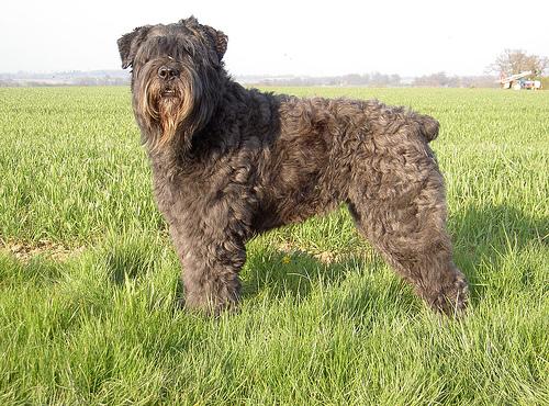 A dog image from https://images.dog.ceo/breeds/bouvier/n02106382_834.jpg