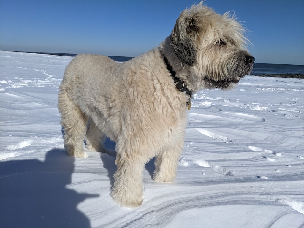 Bouvier