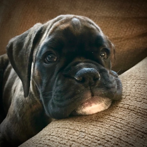 A dog image from https://images.dog.ceo/breeds/boxer/IMG_3394.jpg