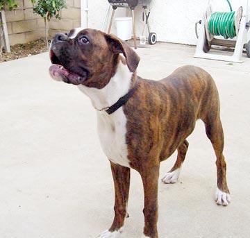 A dog image from https://images.dog.ceo/breeds/boxer/n02108089_1003.jpg