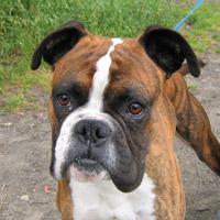 A dog image from https://images.dog.ceo/breeds/boxer/n02108089_10901.jpg