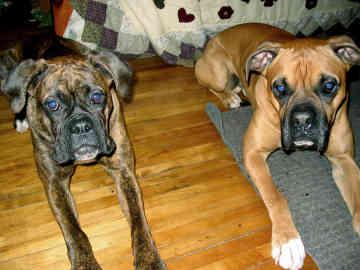 A dog image from https://images.dog.ceo/breeds/boxer/n02108089_10939.jpg