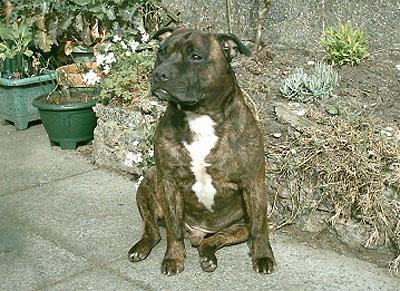 A dog image from https://images.dog.ceo/breeds/boxer/n02108089_11154.jpg