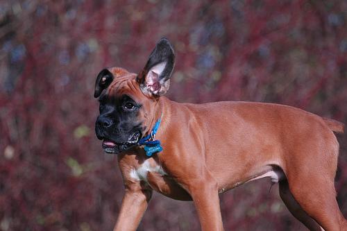 A dog image from https://images.dog.ceo/breeds/boxer/n02108089_1159.jpg