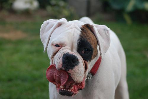 A dog image from https://images.dog.ceo/breeds/boxer/n02108089_11687.jpg