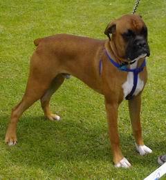 A dog image from https://images.dog.ceo/breeds/boxer/n02108089_11875.jpg