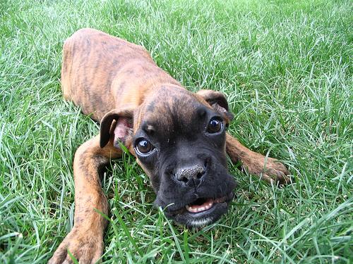 A dog image from https://images.dog.ceo/breeds/boxer/n02108089_12738.jpg