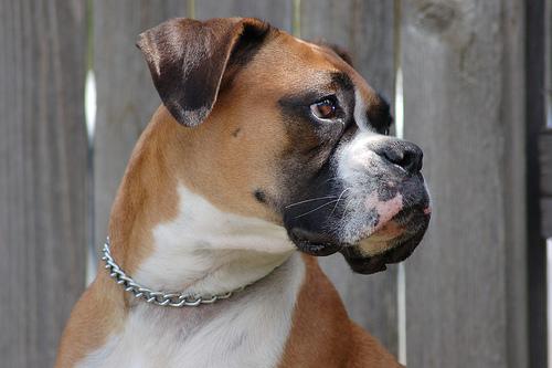 A dog image from https://images.dog.ceo/breeds/boxer/n02108089_1355.jpg