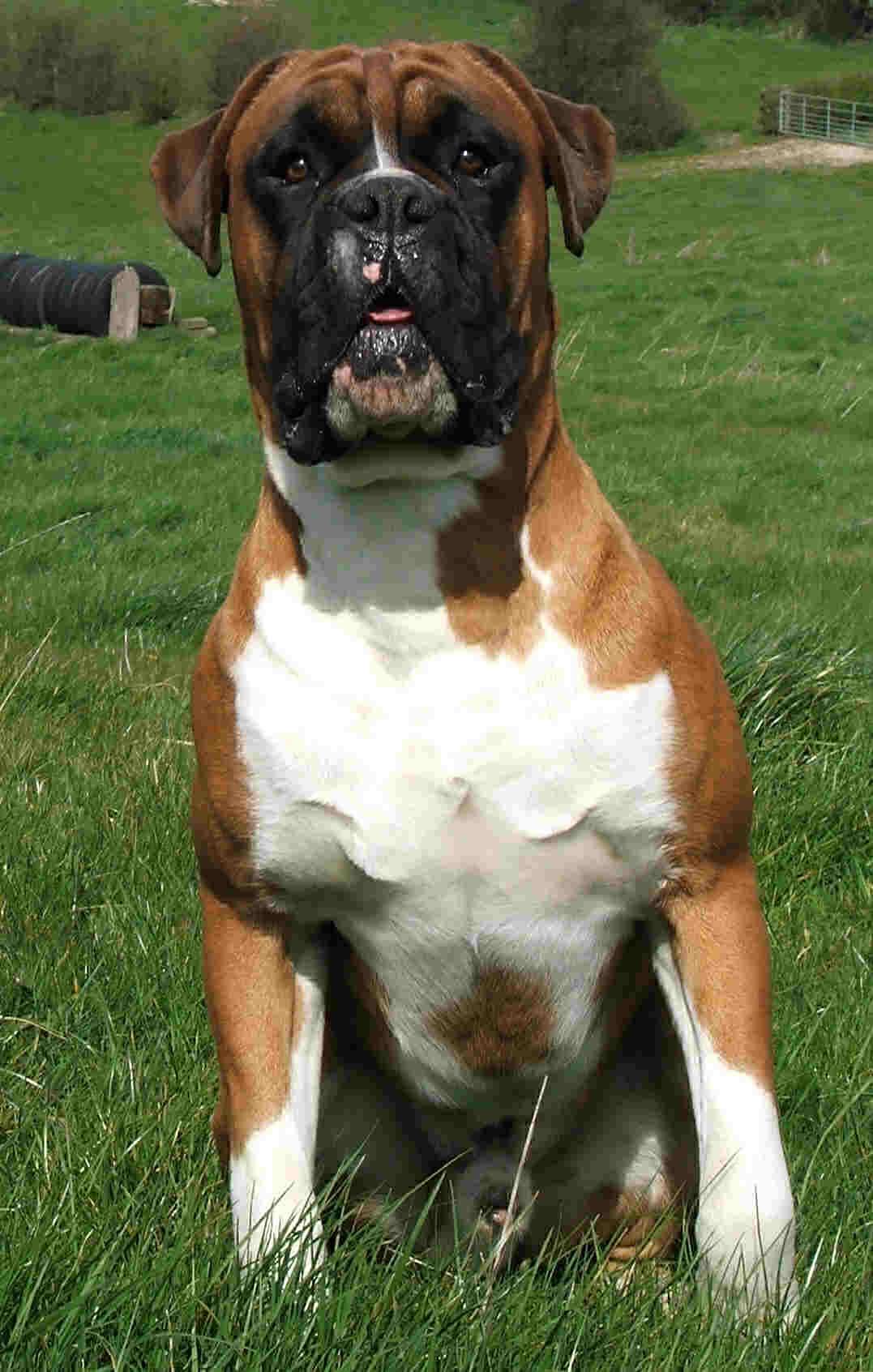 A dog image from https://images.dog.ceo/breeds/boxer/n02108089_15432.jpg