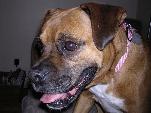 A dog image from https://images.dog.ceo/breeds/boxer/n02108089_2360.jpg