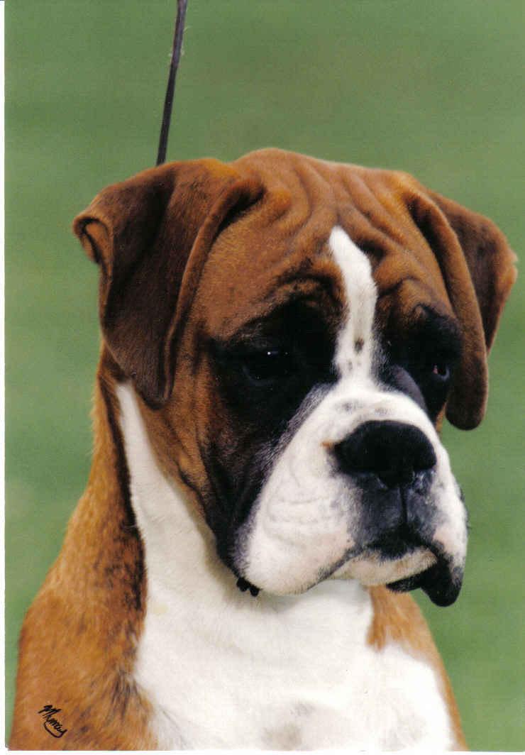 A dog image from https://images.dog.ceo/breeds/boxer/n02108089_3899.jpg