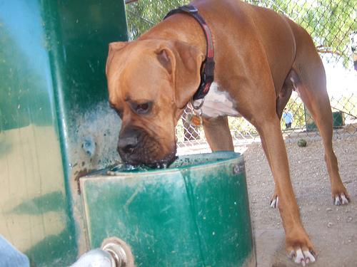 A dog image from https://images.dog.ceo/breeds/boxer/n02108089_4865.jpg