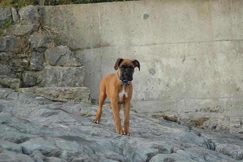 A dog image from https://images.dog.ceo/breeds/boxer/n02108089_522.jpg