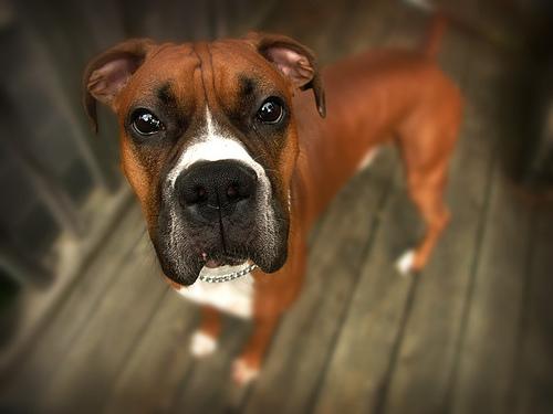 A dog image from https://images.dog.ceo/breeds/boxer/n02108089_5266.jpg