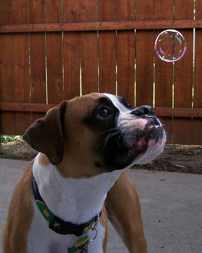 A dog image from https://images.dog.ceo/breeds/boxer/n02108089_5301.jpg